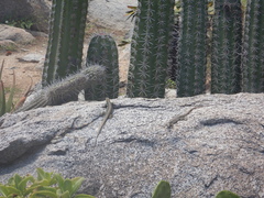 Cnemidophorus arubensis
