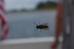 Tabanus nigrovittatus