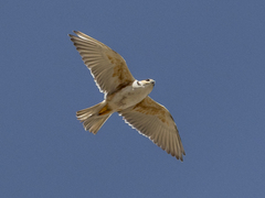 Pearl Kite photo 3