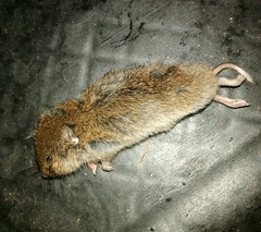 Microtus lusitanicus