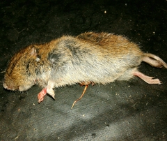 Microtus lusitanicus