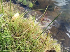 Cyperus longus tenuiflorus