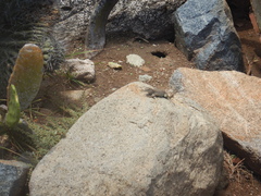 Cnemidophorus arubensis