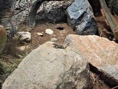 Cnemidophorus arubensis