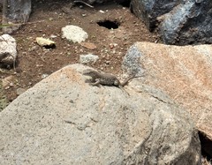 Cnemidophorus arubensis