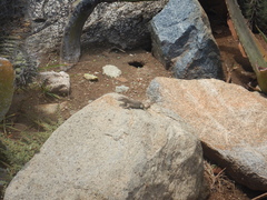 Cnemidophorus arubensis