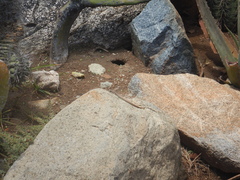 Cnemidophorus arubensis