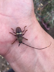 Deretrachys juvencus