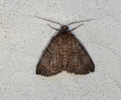 Dysbatus singularis
