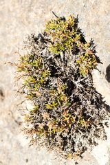 Stenaria rupicola