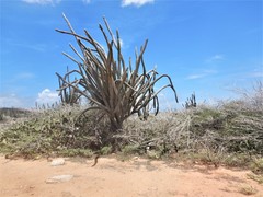 Cereus repandus