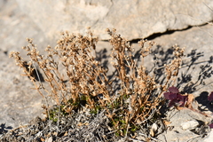 Stenaria rupicola