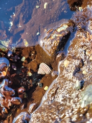 Calliostoma canaliculatum