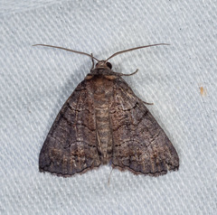Dysbatus singularis