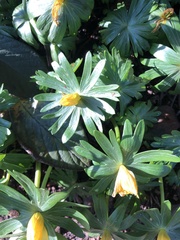 Eranthis