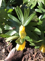 Eranthis