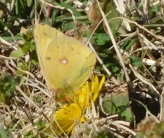 Colias eurytheme