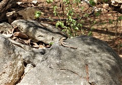 Cnemidophorus arubensis