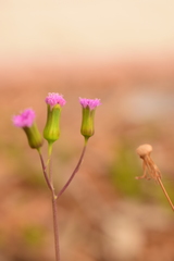 Emilia sonchifolia image