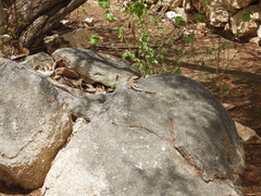 Cnemidophorus arubensis