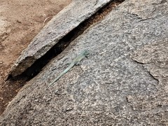 Cnemidophorus arubensis