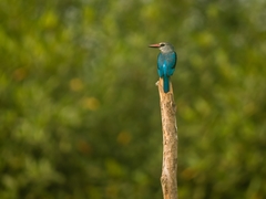 Halcyon senegalensis