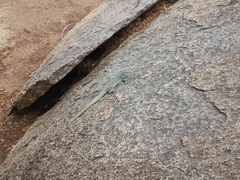 Cnemidophorus arubensis