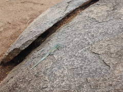 Cnemidophorus arubensis