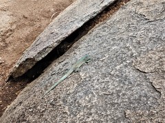 Cnemidophorus arubensis