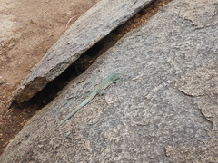 Cnemidophorus arubensis