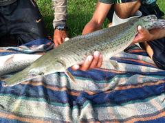 Atractosteus tropicus