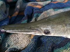 Atractosteus tropicus