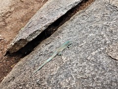 Cnemidophorus arubensis