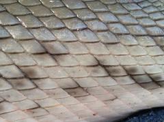 Atractosteus tropicus