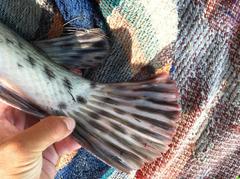 Atractosteus tropicus