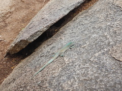 Cnemidophorus arubensis