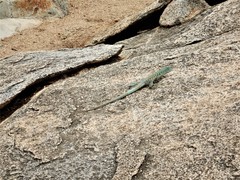 Cnemidophorus arubensis