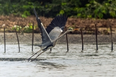 Ardea cinerea