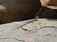 Cnemidophorus arubensis