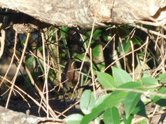 Thryothorus ludovicianus