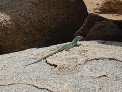 Cnemidophorus arubensis