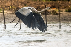 Ardea cinerea