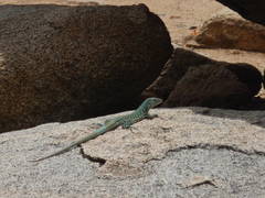 Cnemidophorus arubensis