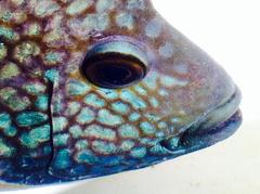 Herichthys carpintis