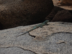 Cnemidophorus arubensis