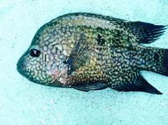 Herichthys carpintis