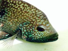 Herichthys carpintis