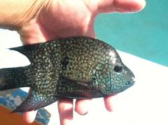 Herichthys carpintis