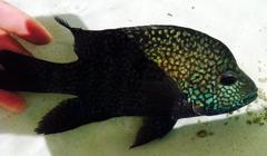 Herichthys carpintis