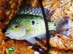 Herichthys carpintis